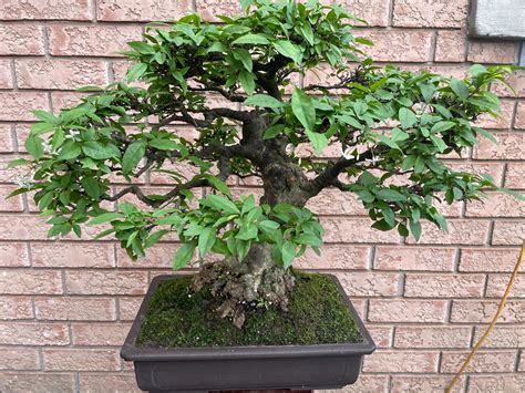 Tropical Bonsais for sale .